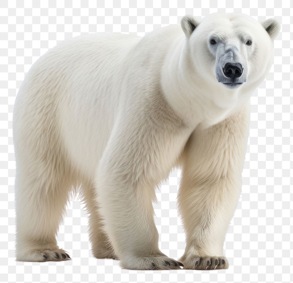 PNG A polar bear walking wildlife animal mammal. AI generated Image by rawpixel.