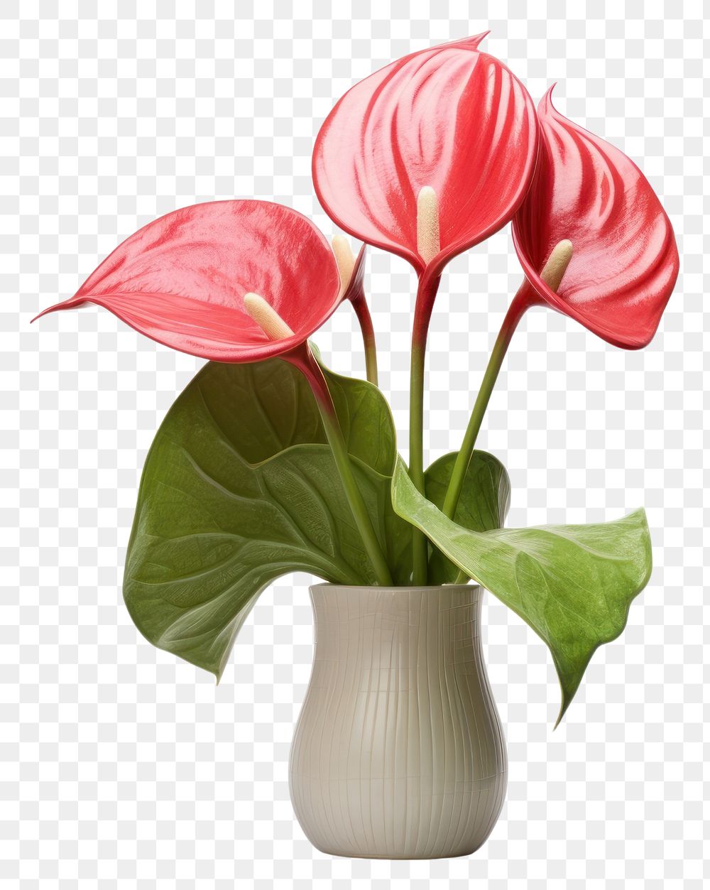 PNG Anthurium anthurium flower plant. AI generated Image by rawpixel.