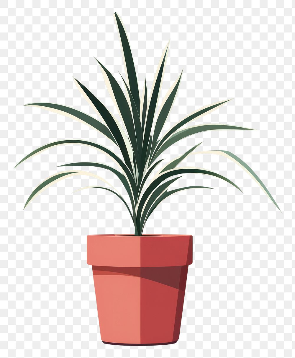 PNG Spider Plant plant houseplant flowerpot. AI generated Image by rawpixel.