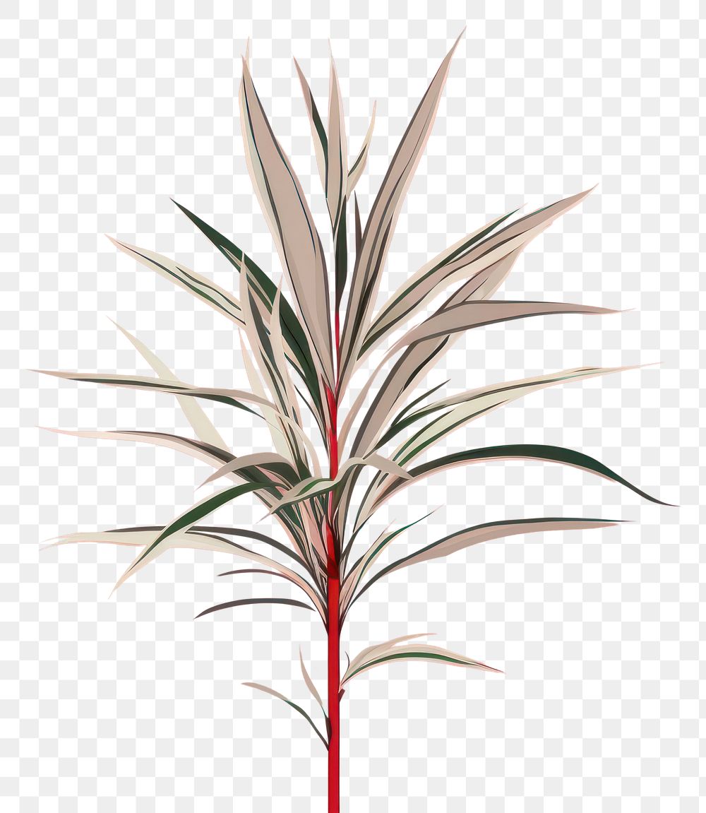 PNG Dracaena Marginata plant rosemary branch. AI generated Image by rawpixel.