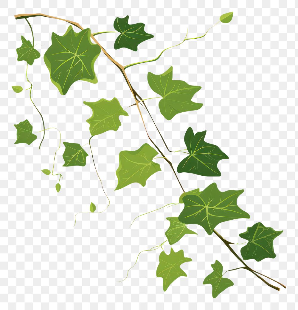 PNG English Ivy ivy plant leaf. AI generated Image by rawpixel.