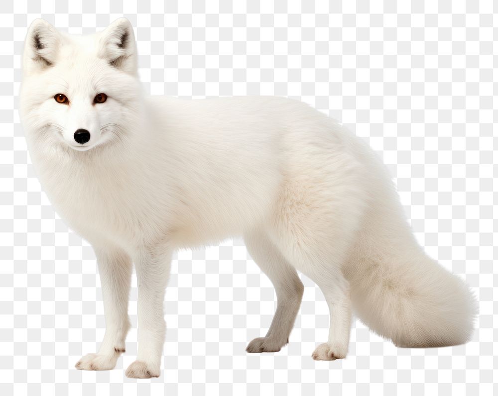 PNG Artic fox wildlife mammal animal. AI generated Image by rawpixel.