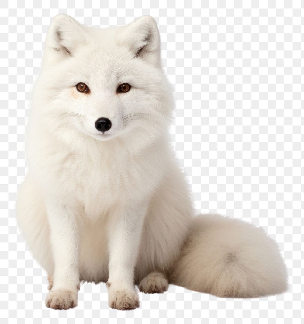 PNG Artic fox wildlife mammal animal. AI generated Image by rawpixel.