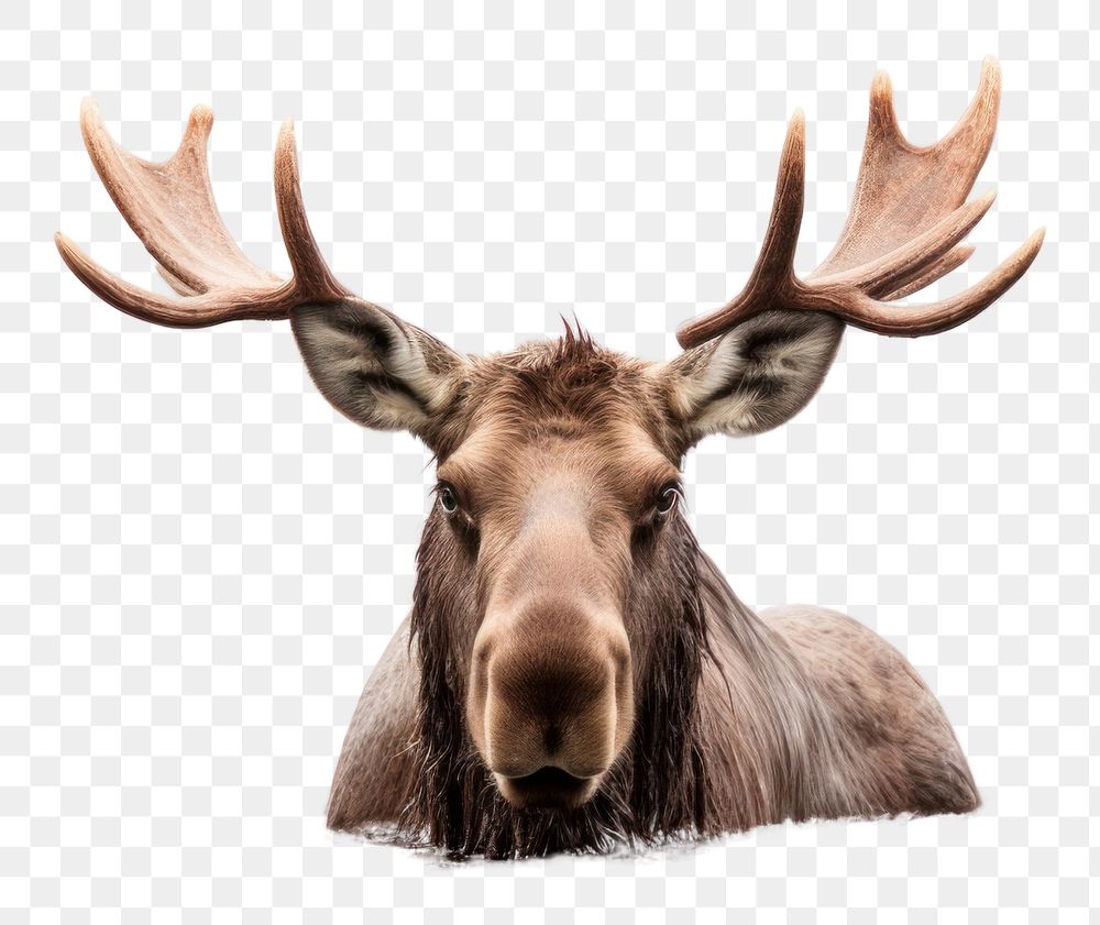 PNG Moose takes wildlife animal mammal. AI generated Image by rawpixel.