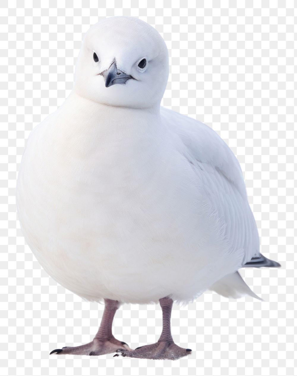 PNG Snowy sheathbill seagull animal white. AI generated Image by rawpixel.