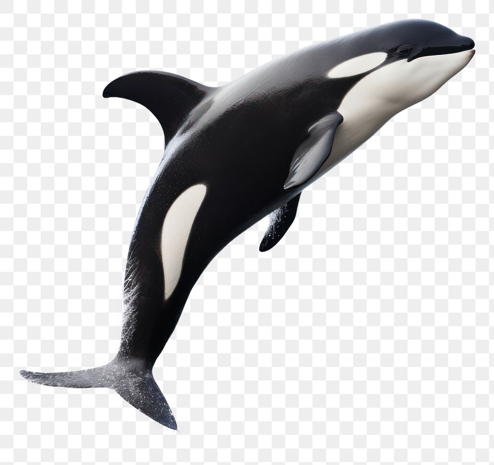 PNG Jumping orca animal mammal whale. AI generated Image by rawpixel.