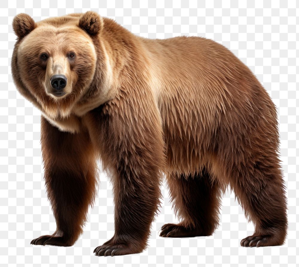PNG Brown Bear bear wildlife mammal. AI generated Image by rawpixel.