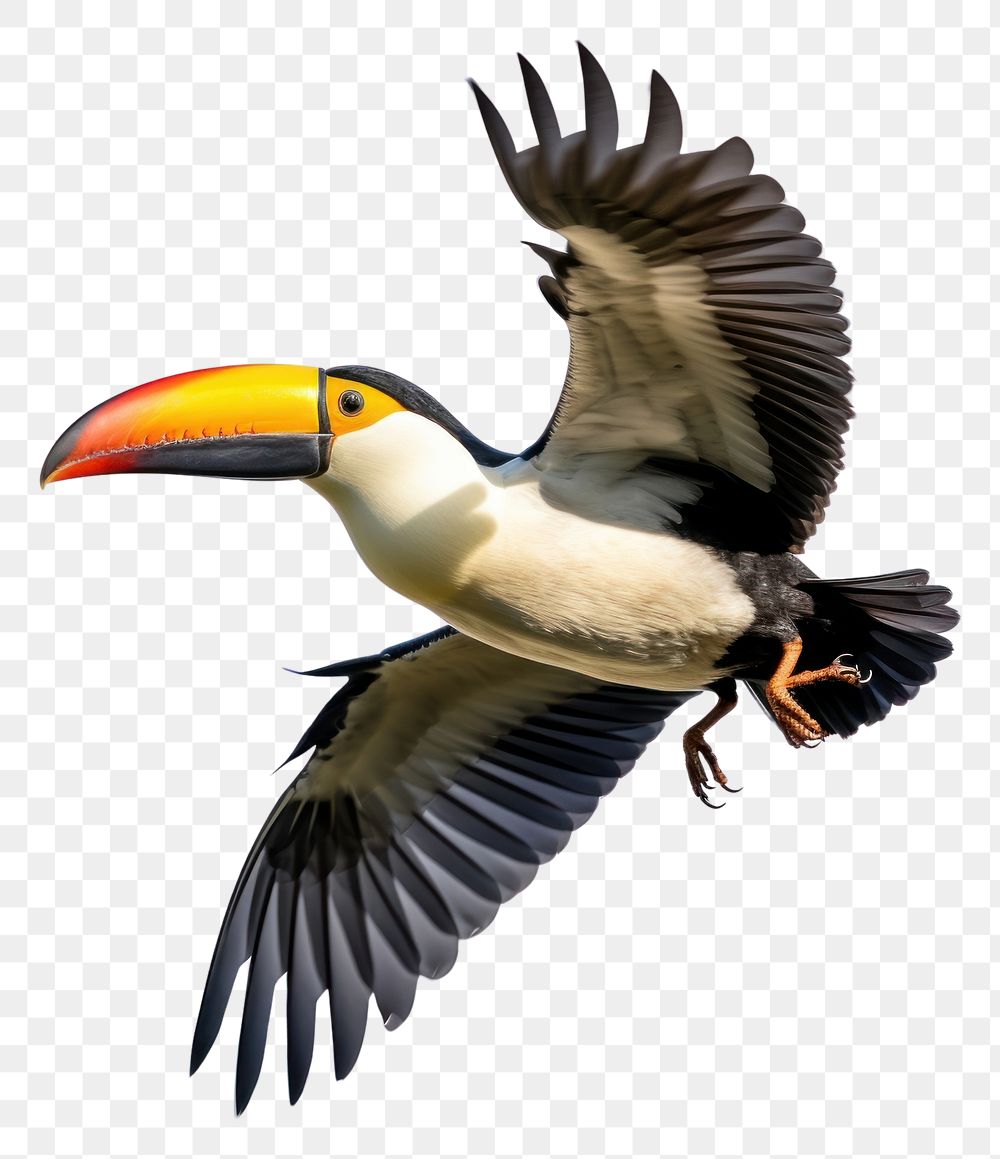 PNG Toucan flying toucan animal nature. AI generated Image by rawpixel.