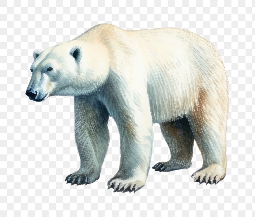 PNG Climate change bear wildlife mammal. AI generated Image by rawpixel.
