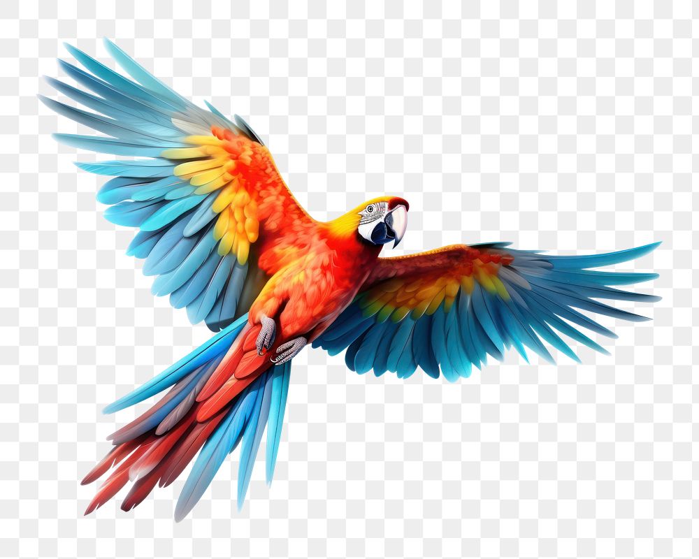 PNG Parrot animal flying bird