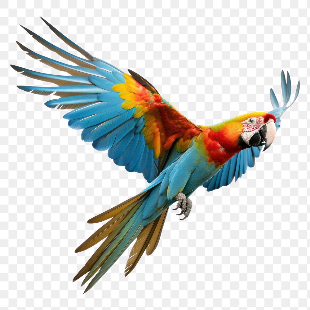 PNG Parrot parrot animal flying. AI generated Image by rawpixel.