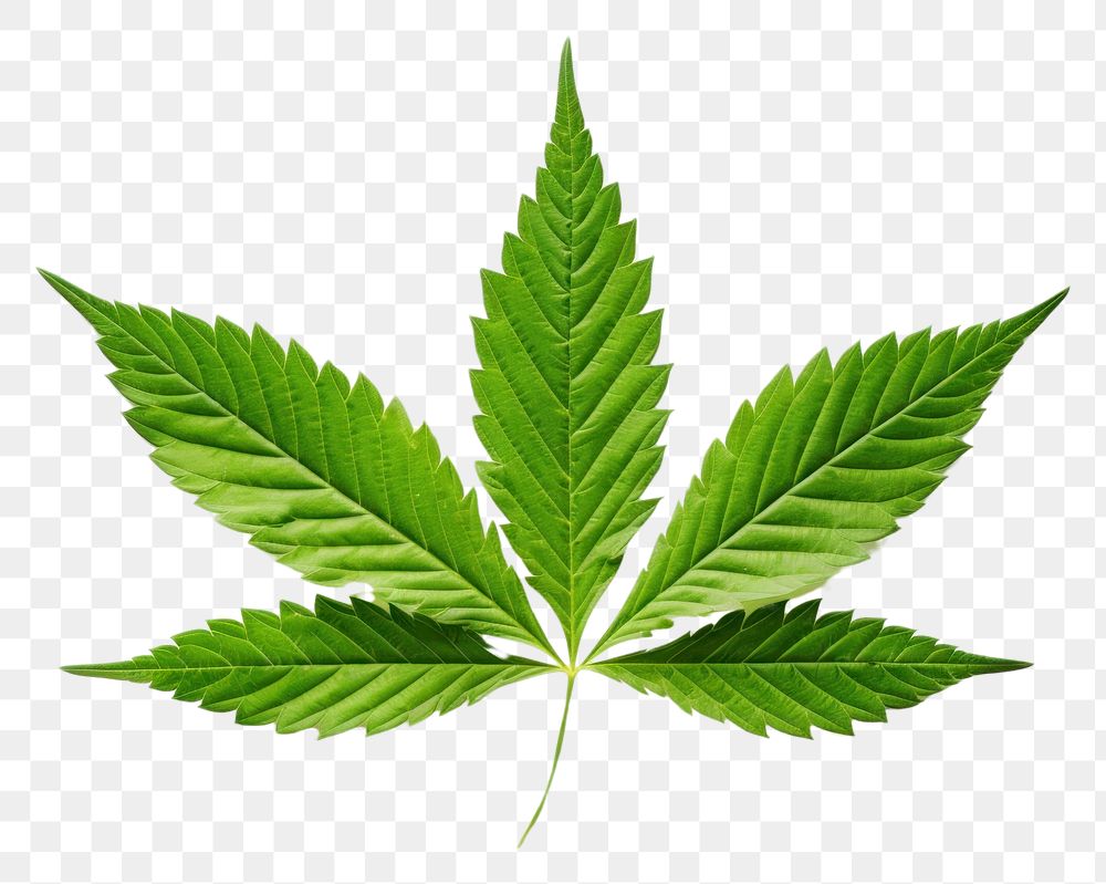 PNG Cannabis leaf plant herbs white background. AI generated Image by rawpixel.