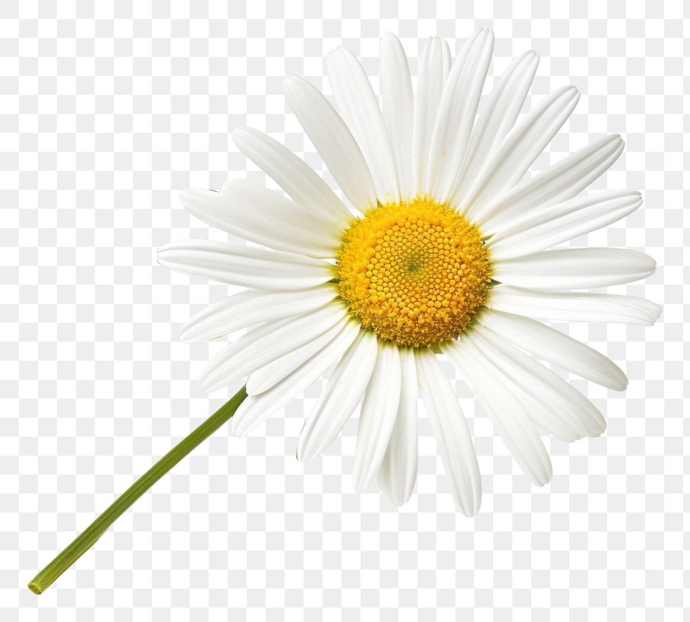PNG  Daisy plant flower white. AI generated Image by rawpixel.