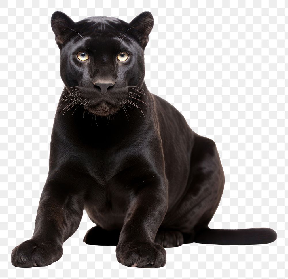 PNG Panther wildlife mammal animal. AI generated Image by rawpixel.