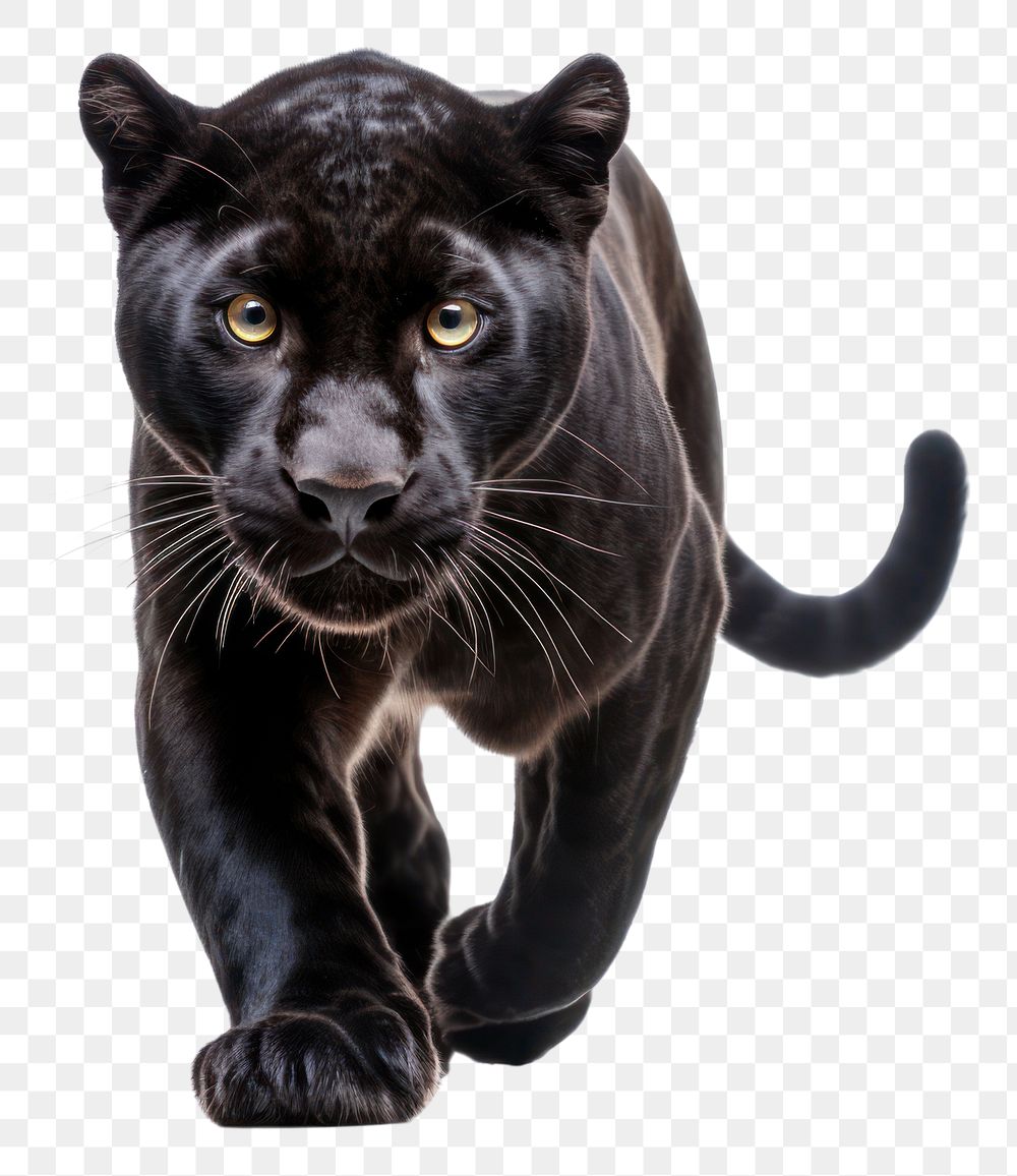 PNG Panther wildlife leopard animal. AI generated Image by rawpixel.