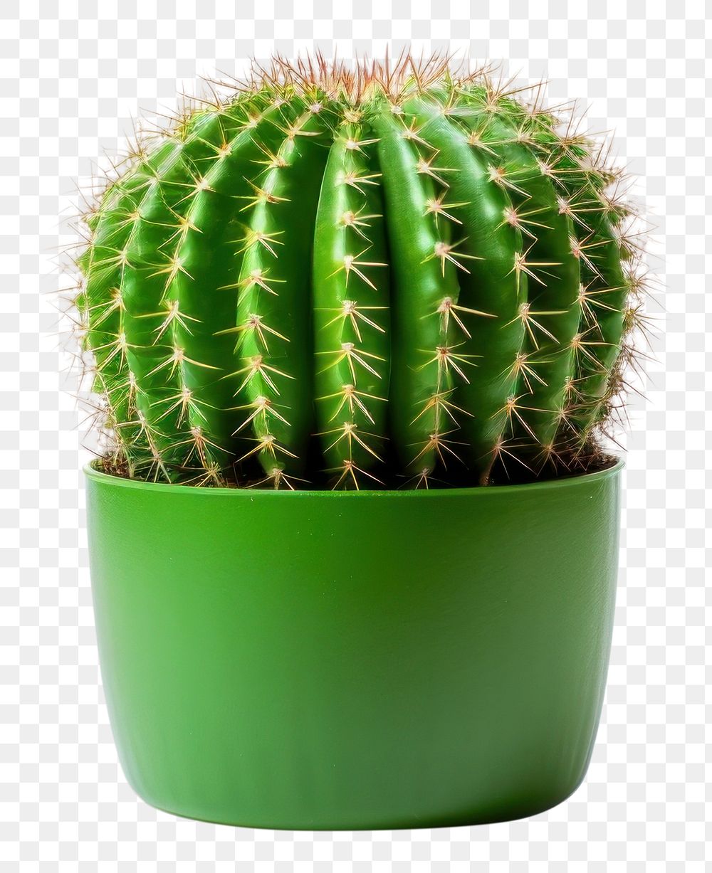 PNG Cactus plant houseplant. 