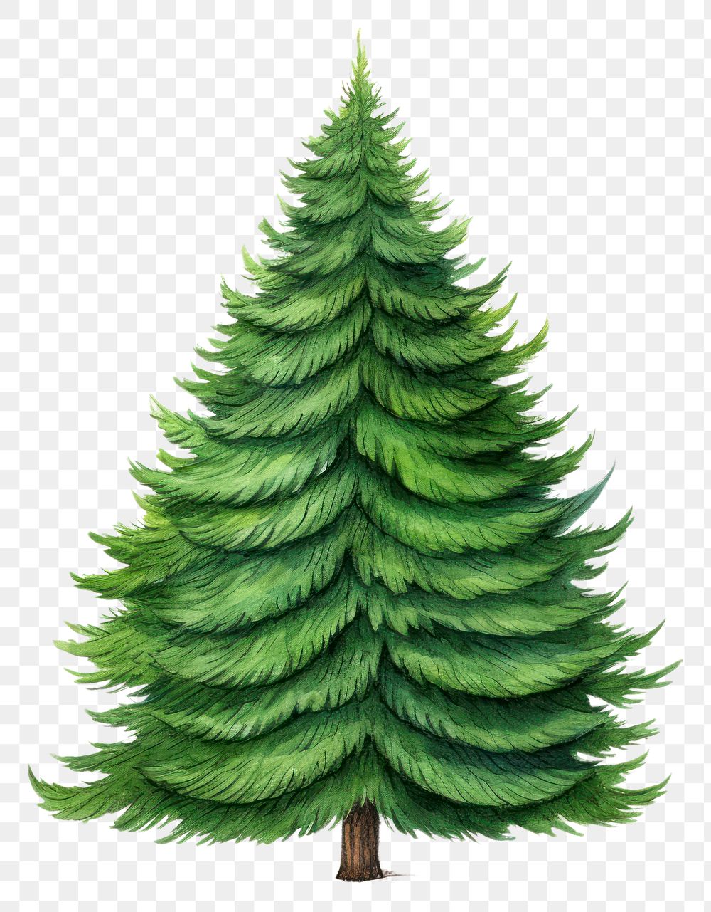 PNG Tree christmas plant green. AI generated Image by rawpixel.