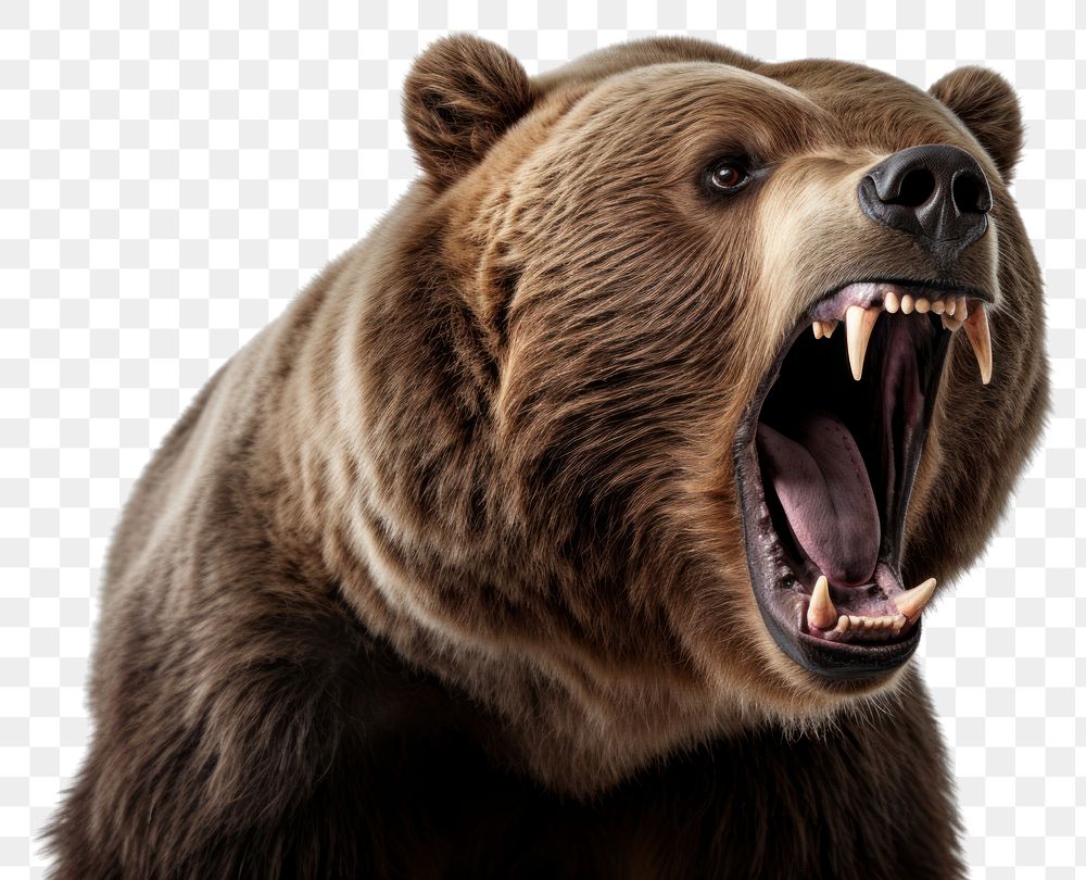 PNG angry brown bear, transparent background