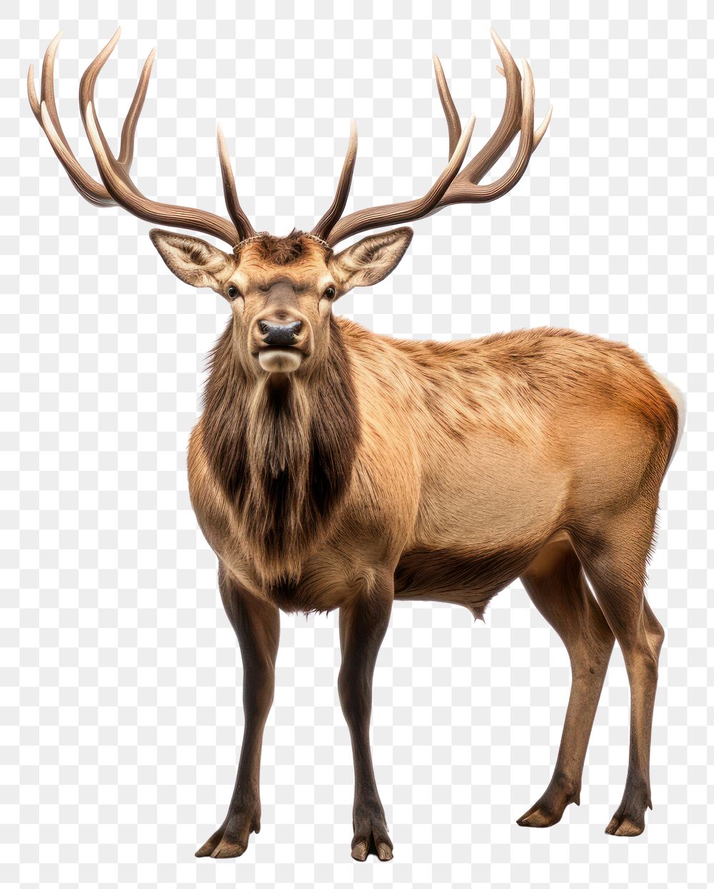 PNG Elk wildlife antler animal. 