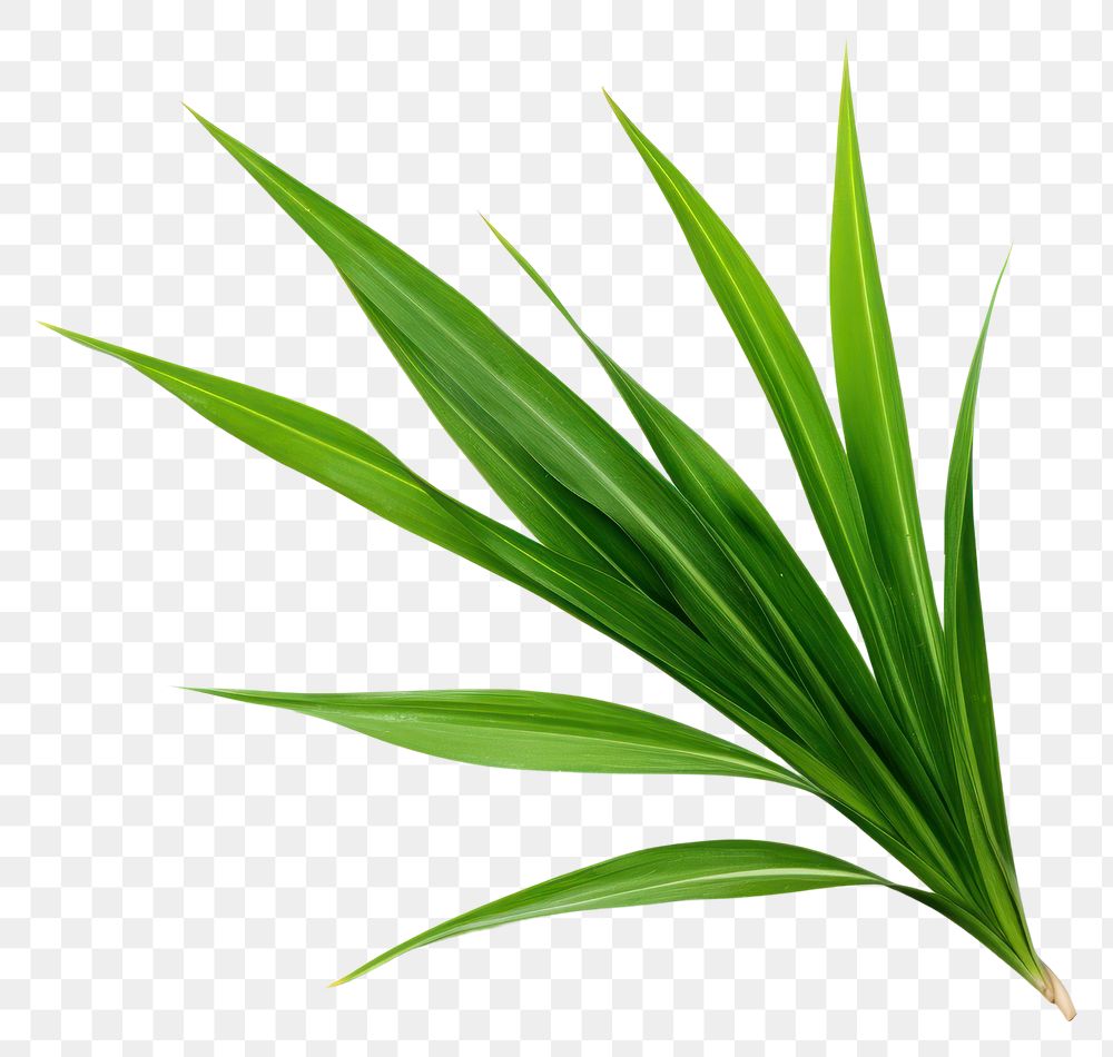PNG  Pandan leafs plant grass green. AI generated Image by rawpixel.