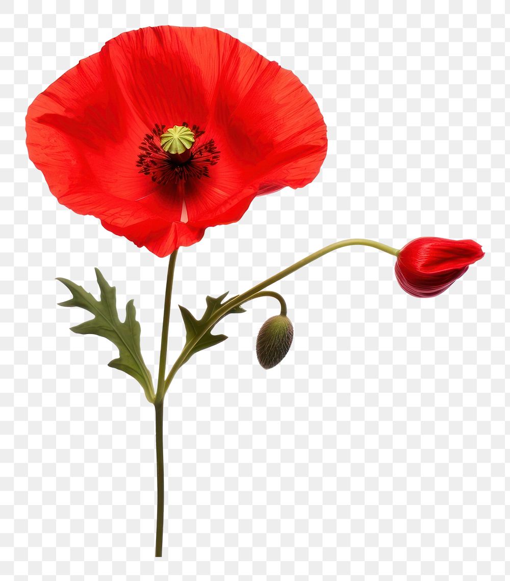 PNG Red poppy flower petal plant. AI generated Image by rawpixel.