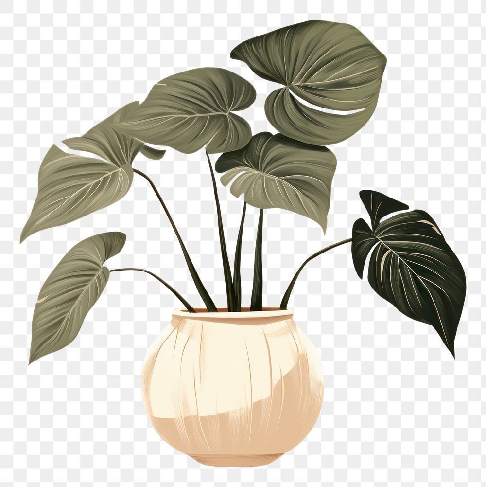 PNG Alocasia longiloba pottery plant leaf. AI generated Image by rawpixel.