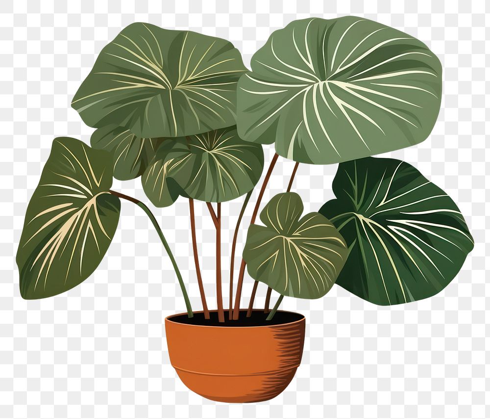 PNG Alocasia longiloba plant leaf houseplant. AI generated Image by rawpixel.