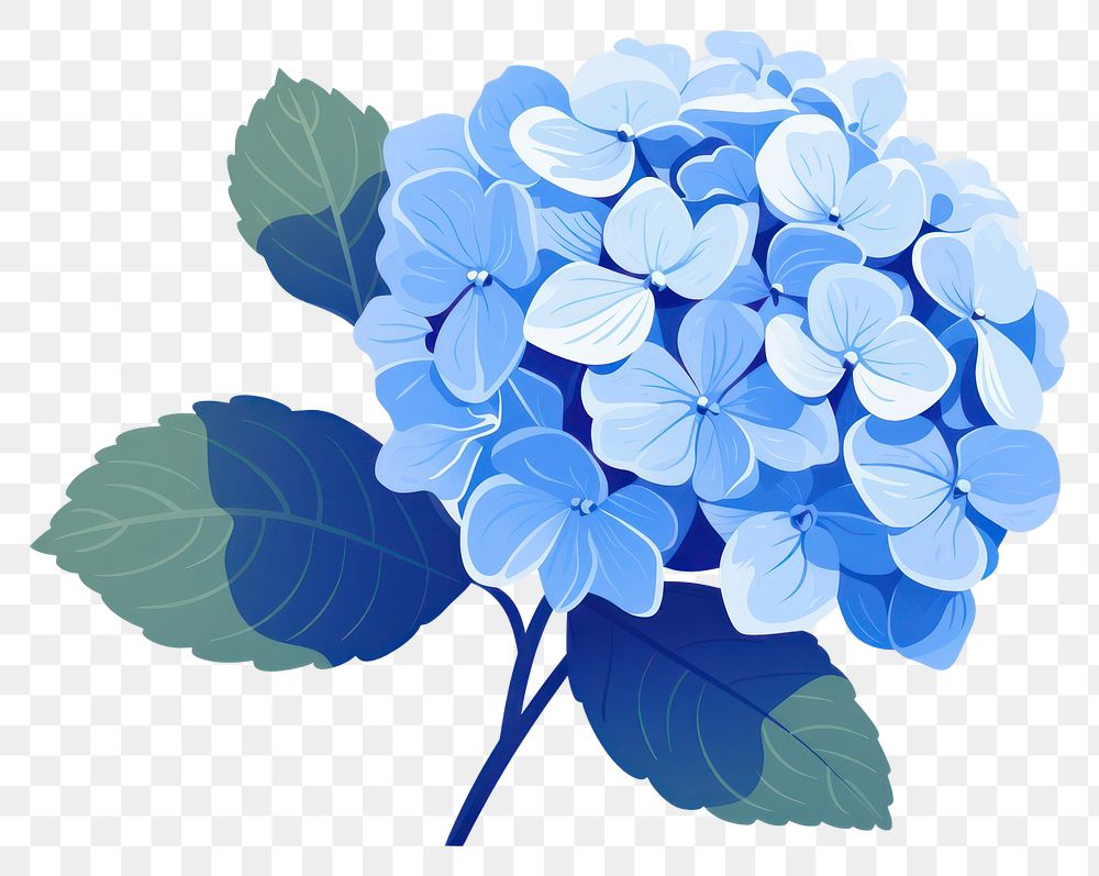 PNG Hydrangea flower plant leaf. AI generated Image by rawpixel.