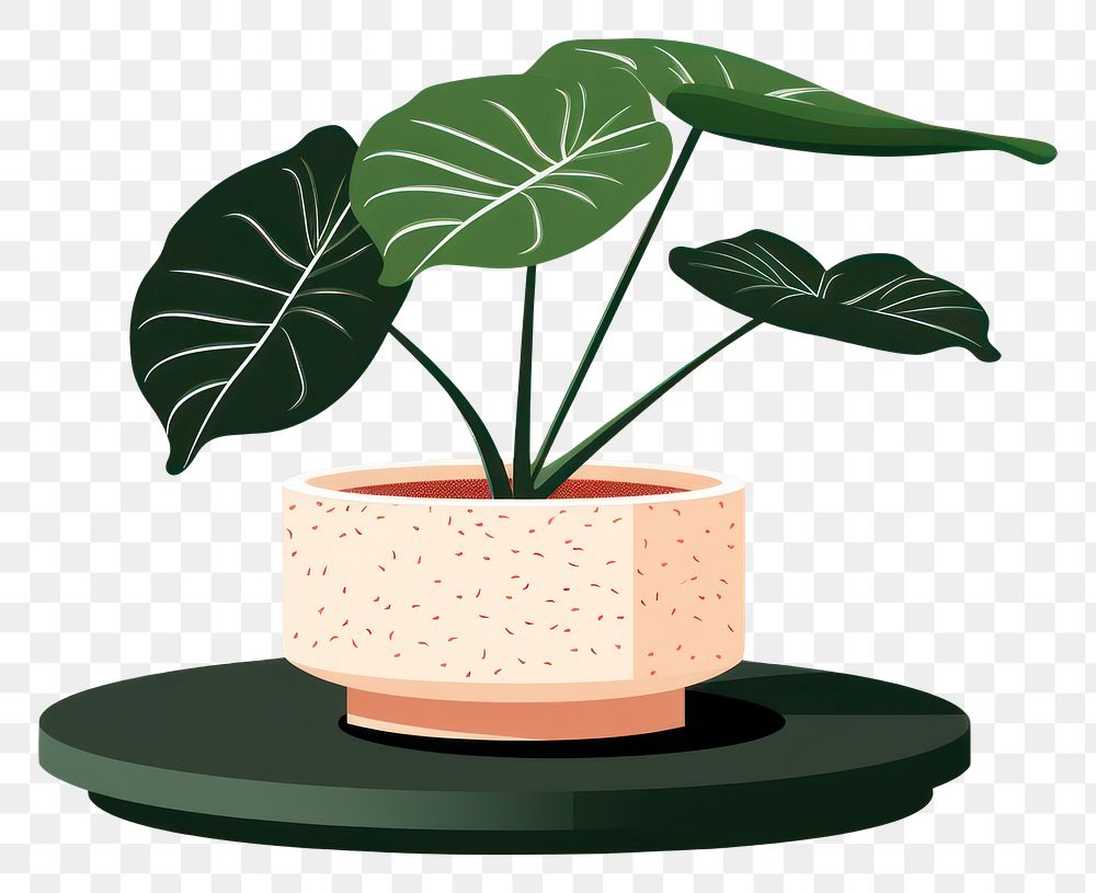 PNG Alocasia longiloba pottery plant leaf. 