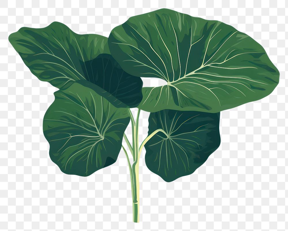 PNG Alocasia longiloba vegetable plant leaf. AI generated Image by rawpixel.