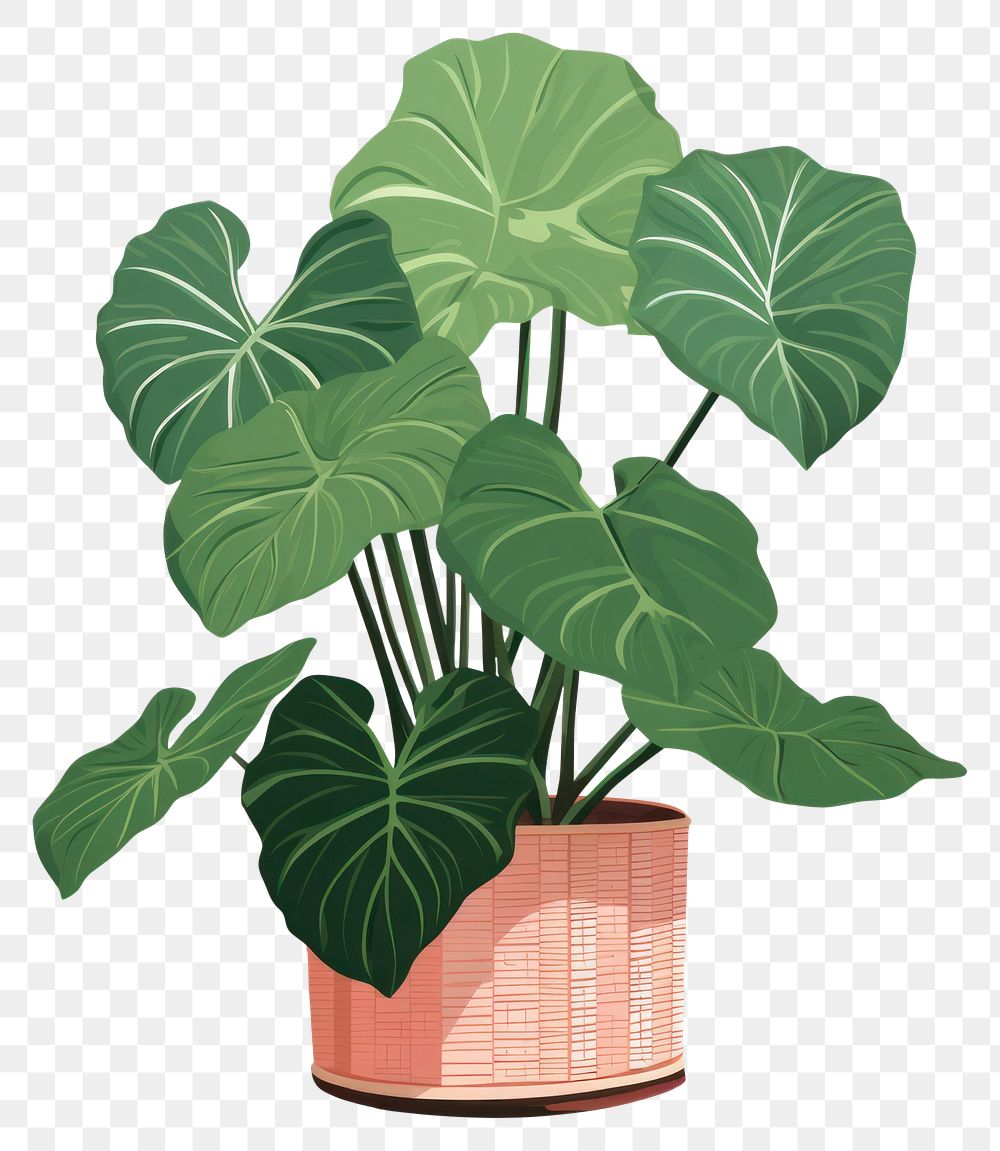 PNG Alocasia plant leaf houseplant. AI generated Image by rawpixel.