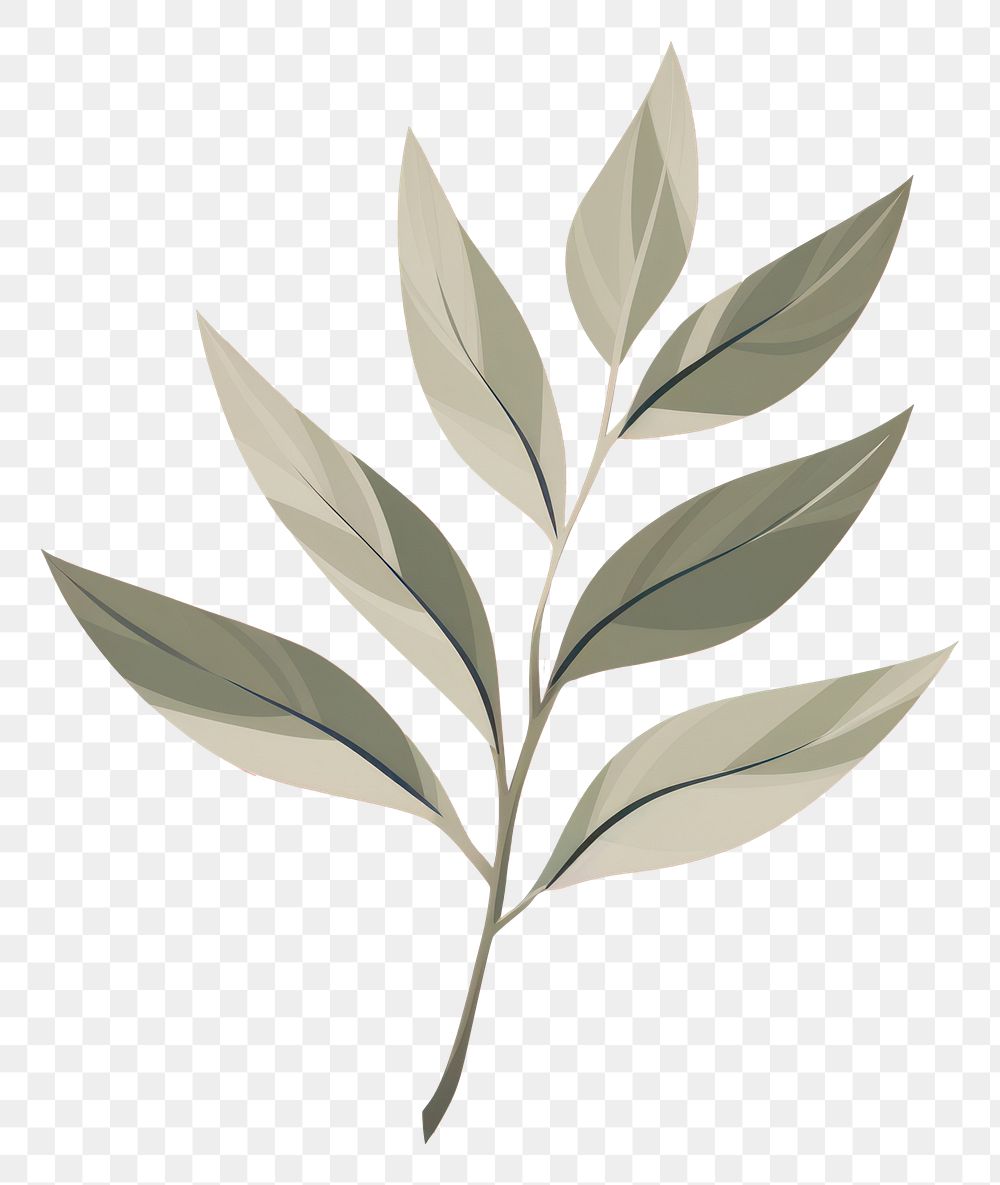 PNG Botanical leaf pattern plant illustrated. 