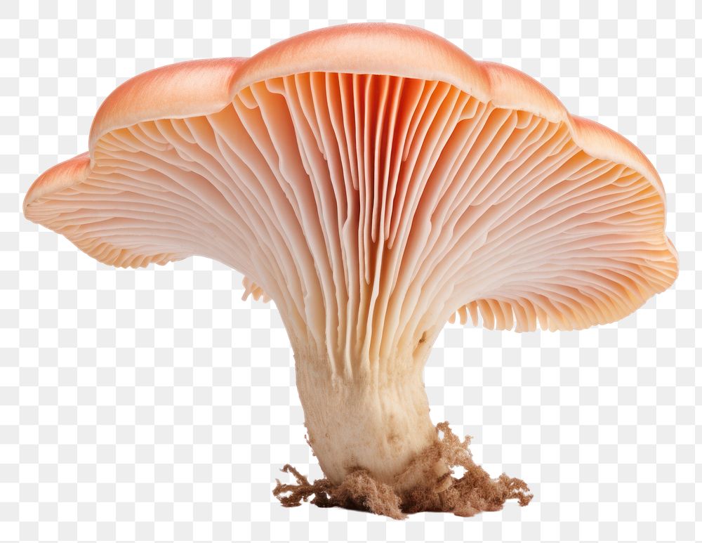 PNG Coral milky cap mushroom fungus plant white background. AI generated Image by rawpixel.