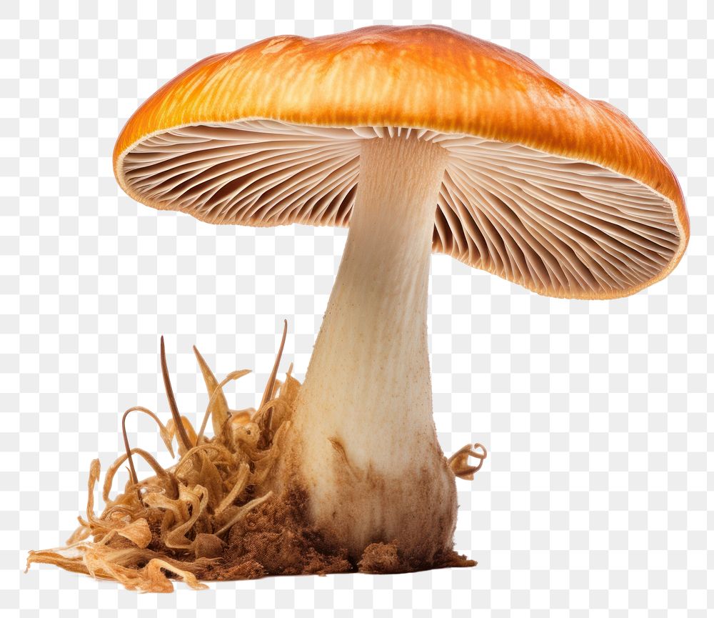 PNG Lactarius mushroom fungus agaric plant