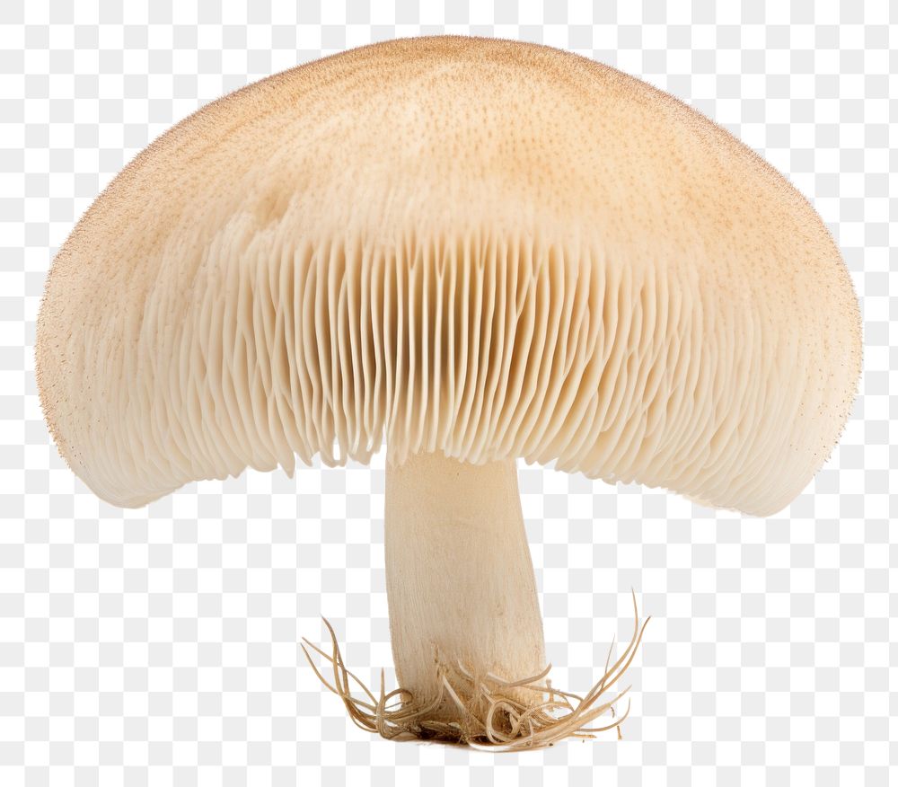 PNG Puffball mushroom fungus plant white background. AI generated Image by rawpixel.
