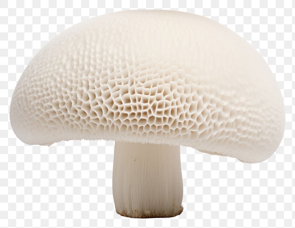 PNG Puffball mushroom fungus agaric plant. AI generated Image by rawpixel.