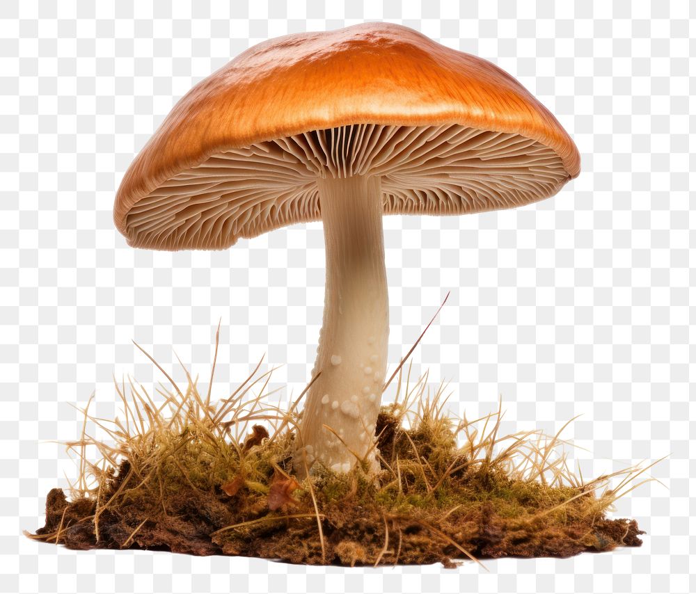 PNG Suillus mushroom fungus agaric plant. AI generated Image by rawpixel.
