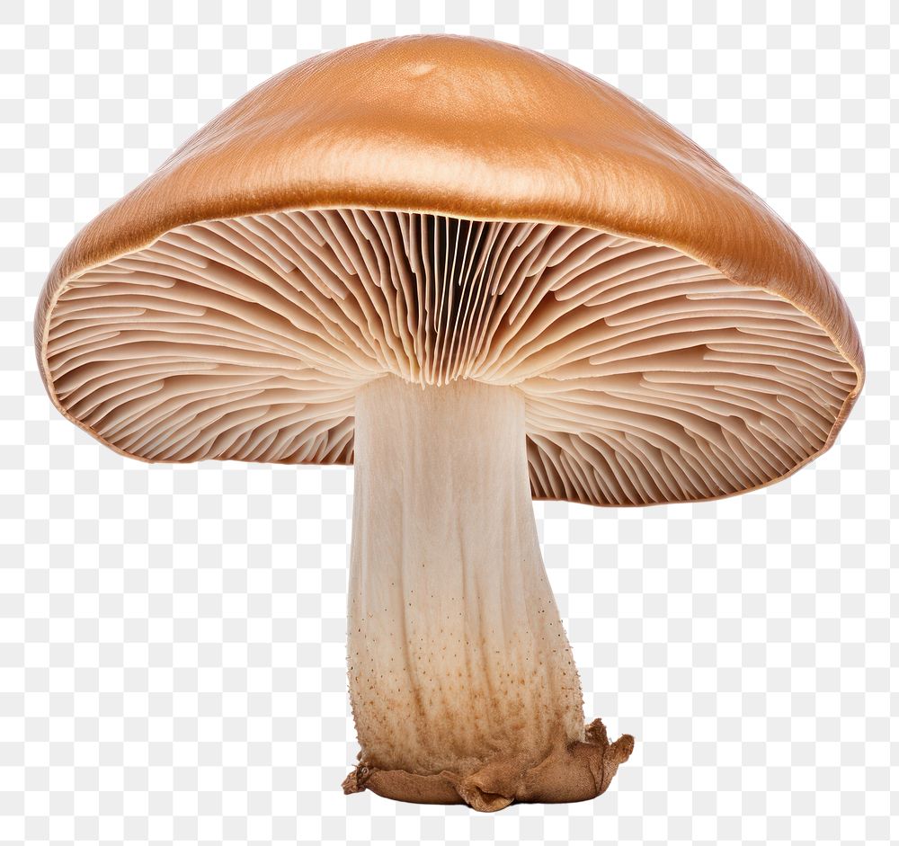 PNG Shitake mushroom fungus agaric plant. AI generated Image by rawpixel.