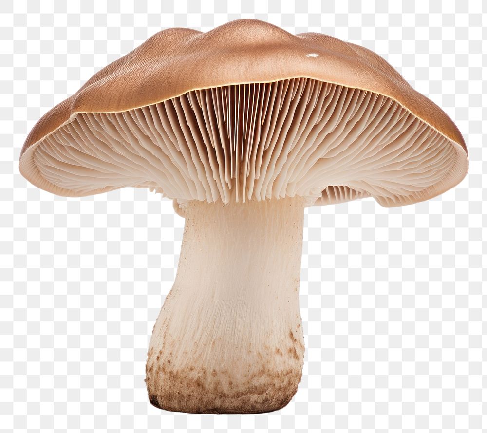PNG Shitake mushroom fungus plant white background. AI generated Image by rawpixel.