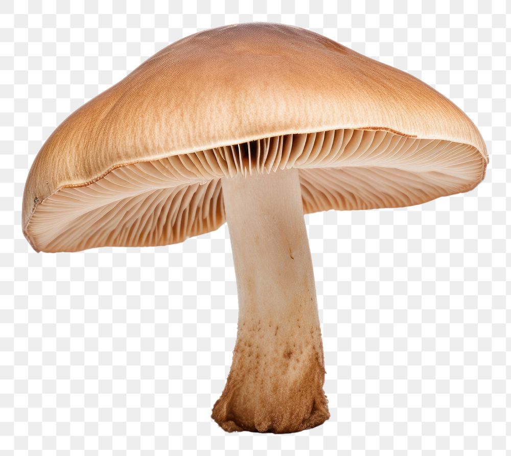 PNG Shitake mushroom fungus plant white background. AI generated Image by rawpixel.