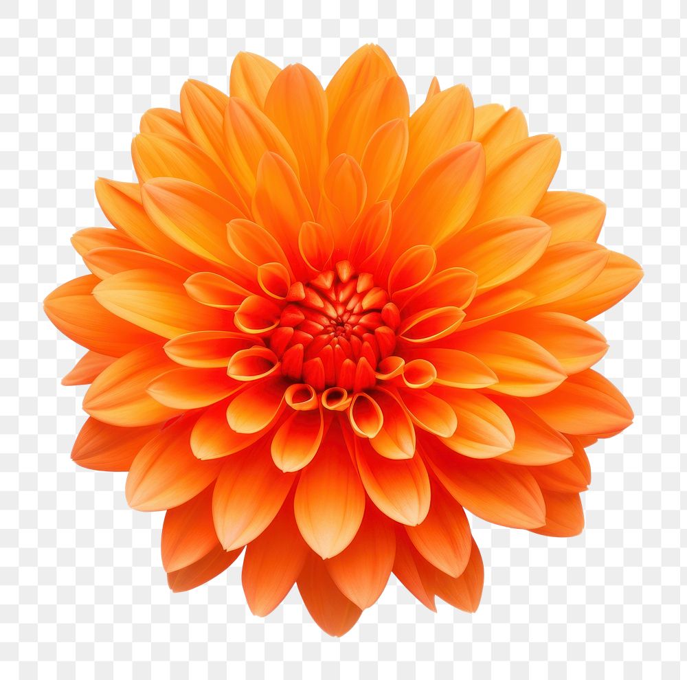 PNG Orange flower dahlia petal plant. AI generated Image by rawpixel.
