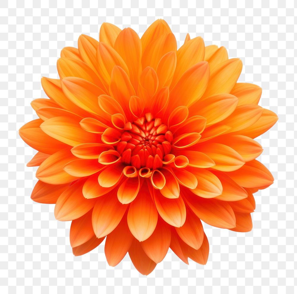 PNG Orange flower dahlia petal plant. 