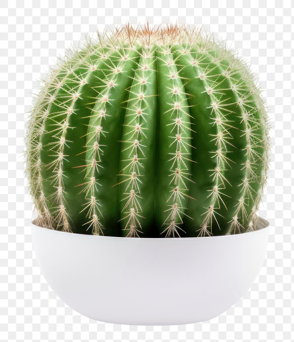 PNG Cactus plant white background houseplant. 