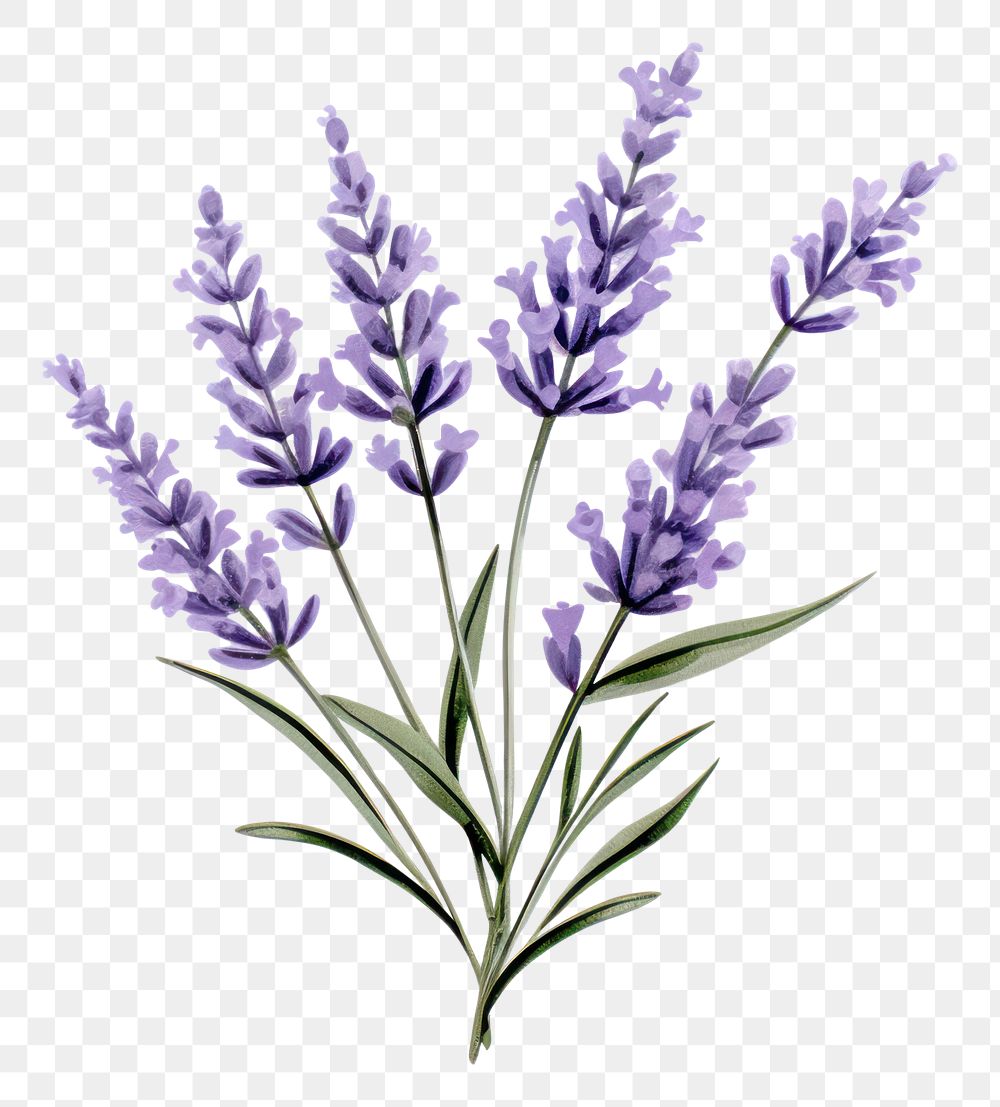 PNG Lavender flower plant  