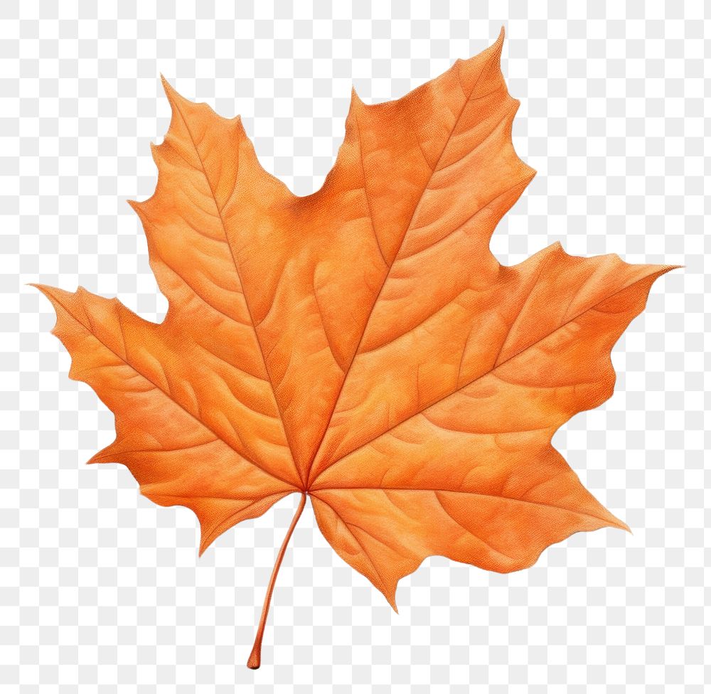 PNG Fall maple plant leaf. AI generated Image by rawpixel.