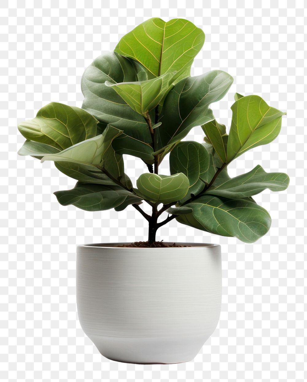 PNG  Fiddle Fig pot plant leaf vase. AI generated Image by rawpixel.