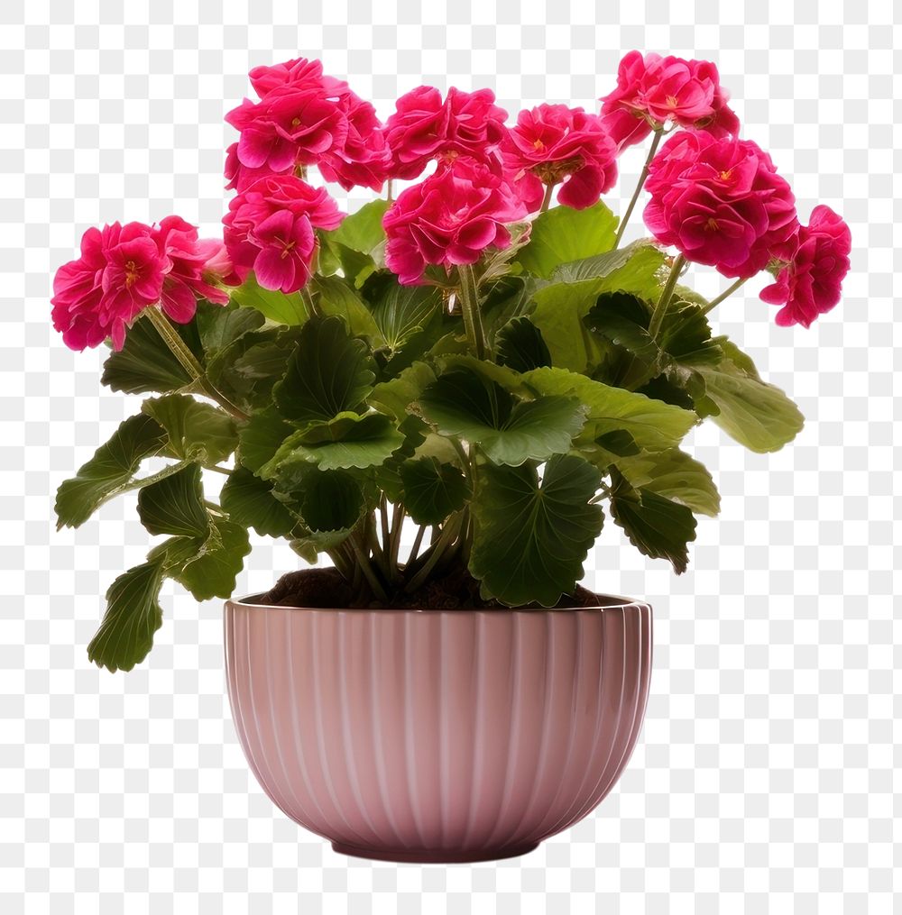 PNG Indoor flower pot plant petal vase. 