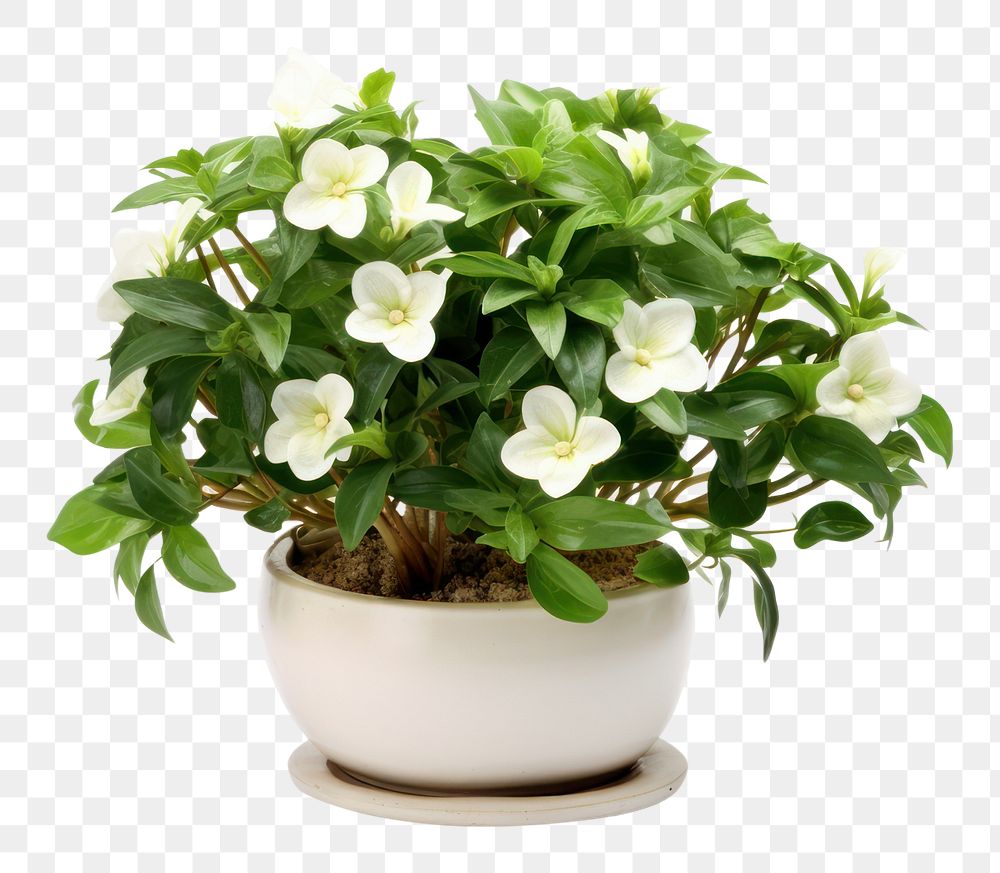 PNG  Indoor Flowering Plant flower plant bonsai