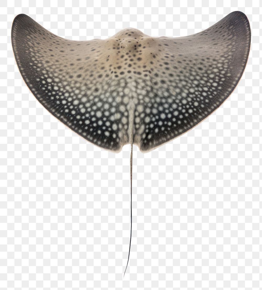 PNG Stingray animal fish wildlife. AI generated Image by rawpixel.