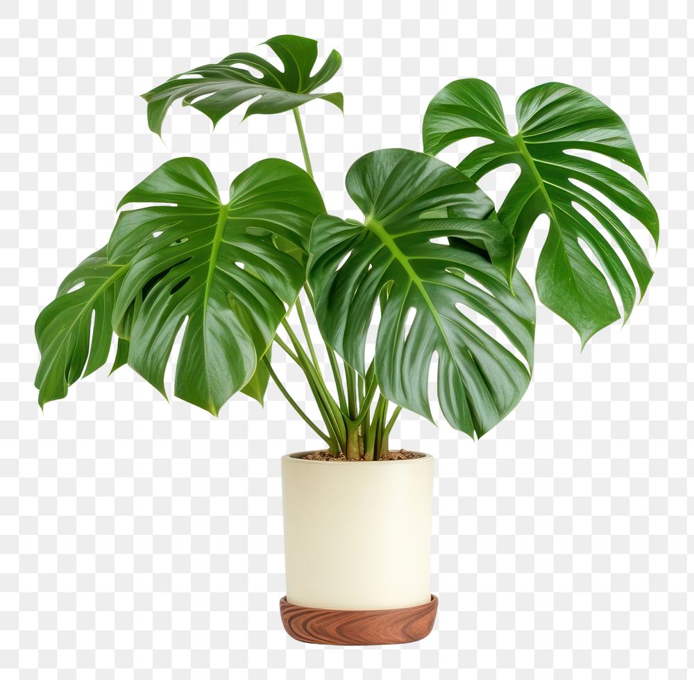PNG  Monstera Deliciosa plant leaf white background. AI generated Image by rawpixel.